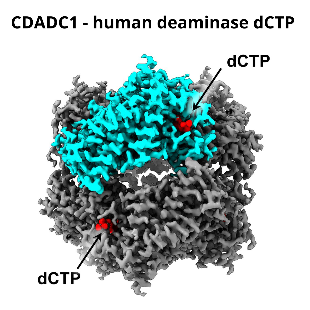 CDADC1_protein_alone.jpg